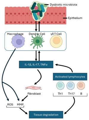 Immune Cell Contributions to Inflammation and Tissue Damage in Ear Diseases